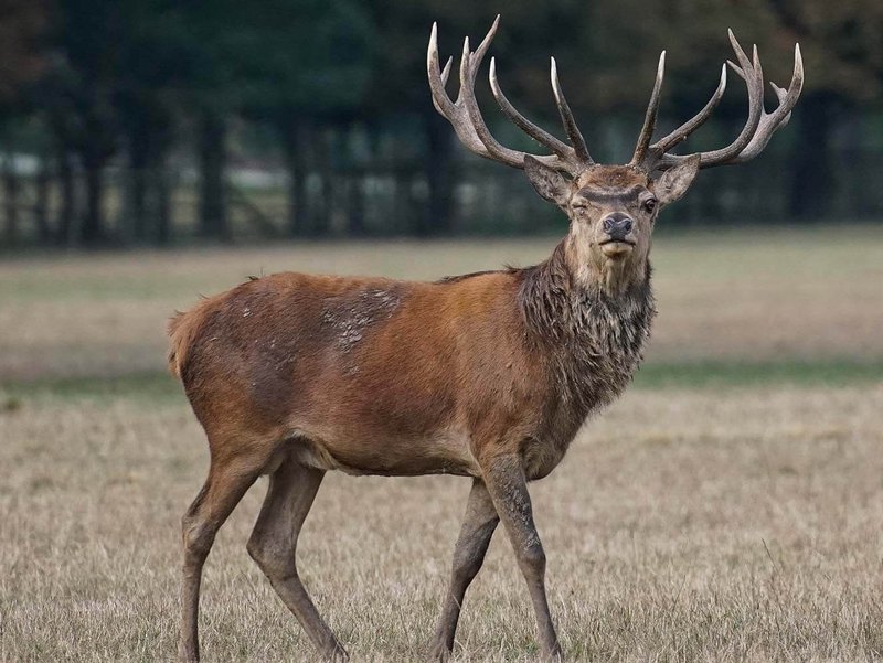 Foto: HUK Coburg - Ein Zusammenstoß mit einem kapitalen Hirsch kann dramatische Folgen für Auto, seine Insassen und das Tier haben Foto: HUK Coburg - Ein Zusammenstoß mit einem kapitalen Hirsch kann dramatische Folgen für Auto, seine Insassen und das Tier haben